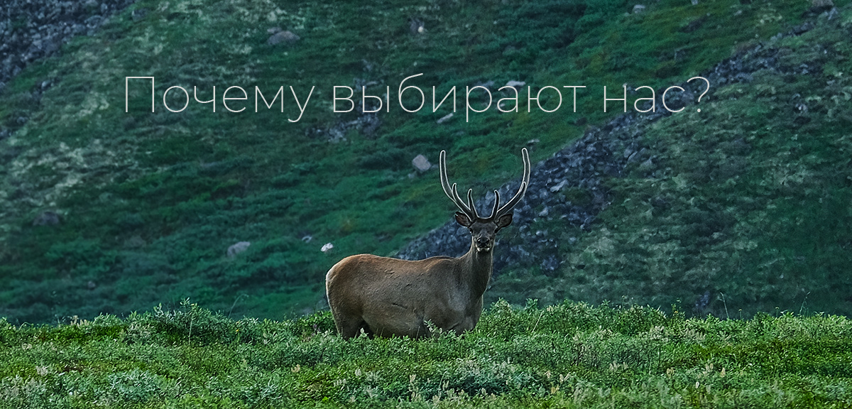 deer